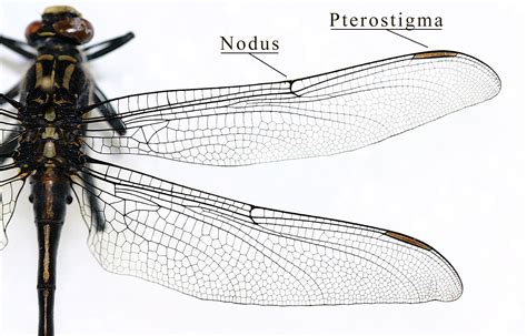  Draakvlinder: Een insect met vleugels die lijken op een levende vuurzee!