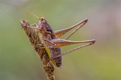  Echteoorwurm! Ontdek de Fascinerende Wereld van een Insect dat Geluid Kan Waarnemen