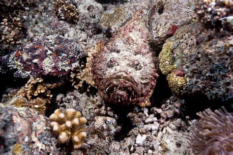  Elrit! Een Geweldige Vis Met Briljante Schittering En Meesterlijke Camouflage