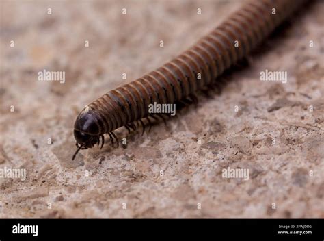  Illacme! Een Myriapode Met Het Meest Ongelooflijke Lichaam