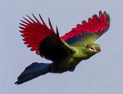  Loerie! Een Vogeltje Met De Kleuren Van Een Regenboog En De Zangkunst Van Een Opera Zanger