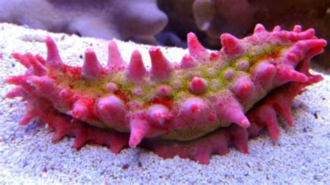  Queensland Sea Cucumber: Een Ongehoorde Zeekomkommer Met Een Verrassende Levensstijl!