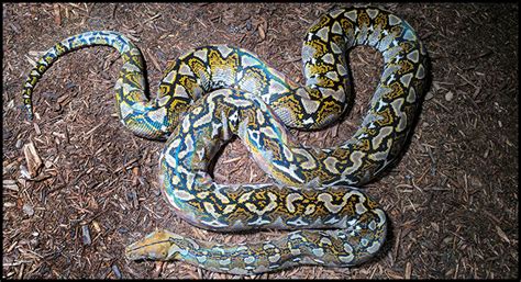  Reticulated Python: Een reptiel met een schitterende patronen die zowel fascinatie als angst oproept!