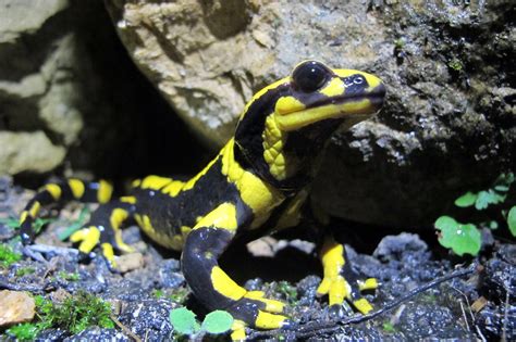  Yellow-Spotted Salamander: Een Amfibie met Gevlekte Magie en Waterige Vruchtbaarheid!