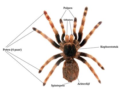  Zodra Spider: Met Acht poten en een onweerstaanbare lust om te spinnen!