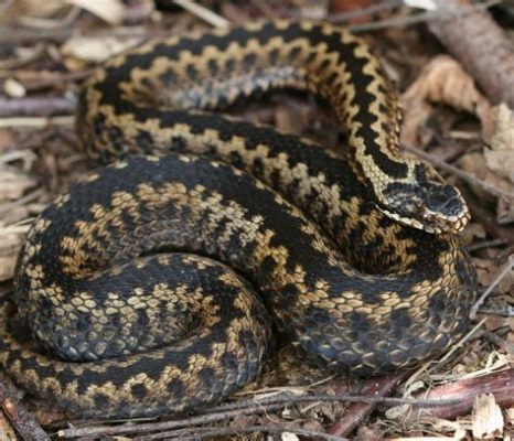  Adders: S linkerende reptielen met een fascinerende fascinatie voor zonlicht!