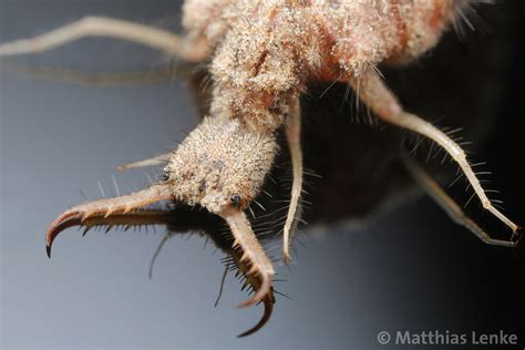  Antlion! Learn About This Tiny Predator That Creates Traps Fit for a Mythical Beast