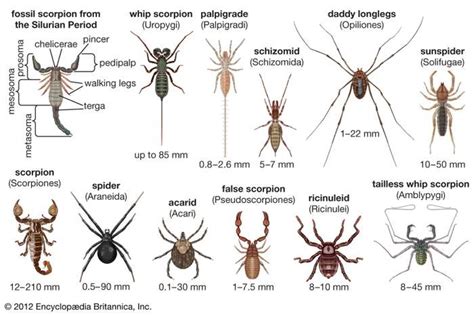  Baboon Spinners: Are These Eight-Legged Marvels Really Hairdressers of the Arachnid World?