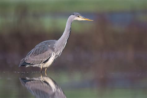  Blauwe Reiger: Een Vogelaar Met de Genadige Vloot van een Flamingo en het Gebite Van een Zwaluw!