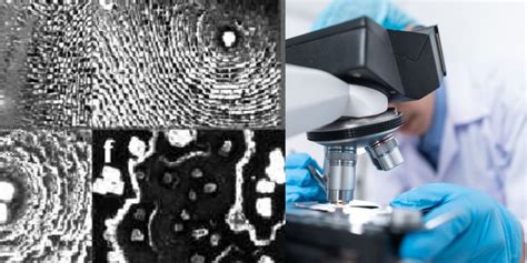  Bodocystis: Een Microscopisch Mysterie dat een Onzichtbaar Imperium Bouwt!