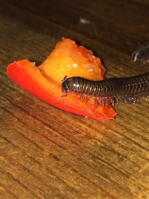  Crispy Millipedes! Crunchy Critters With Many Legs Making Marvelous Movements