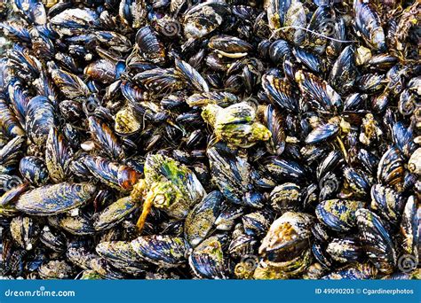  Donkere Mossel! Een schelpdier dat zichzelf vastklampt aan rotsen en filtert de zee schoon