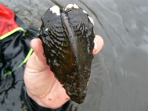 Donkere Mossel! Een Onverwachte Held met een Sterke Grip op de Waterbodem