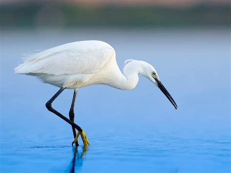  Egret! Een elegante vogel met lange poten en een slank silhouet dat door het water glijdt tijdens de jacht