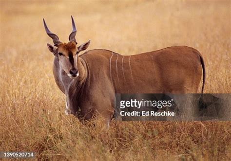  Eland! De imposante grazer met een ontembare dorst naar fris groen