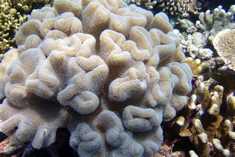  Elegance Personified: Can This Vibrant Creature, the Exquisite Elephant Ear Coral, Truly Mimic an Auditory Appendage?