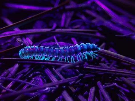  Florescent Millipede: Unraveling the Secrets of This Glowing Creature in the Undergrowth!