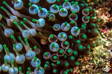  Fluted Bubbletip Anemone! An Intriguing Creature that Combines Delicate Beauty with Aggressive Stinging Tentacles