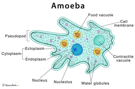  Genus Amoeba: Can a Single-Celled Organism Really Conquer the World?