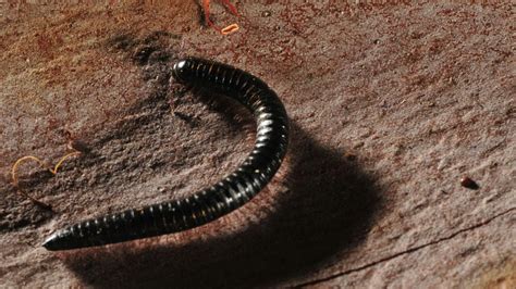  Geophile Millipede: Een Vruchtbare Wonder met Duizenden poten die zich Door de Aarde Winden!