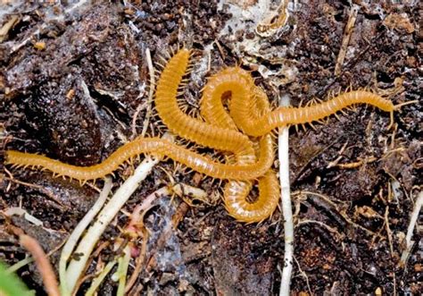  Geophilidae: Een Myriapod met een Verrassend Sterk Schild!