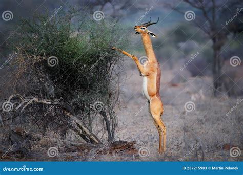  Gerenuk! De elegante herbivoor die op zijn achterpoten staat om de hoogste takken te bereiken