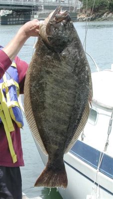 Halibut! Een vis met een bijzondere zijdelingse positie en de vaardigheid om zichzelf volledig te verbergen op de zeebodem.