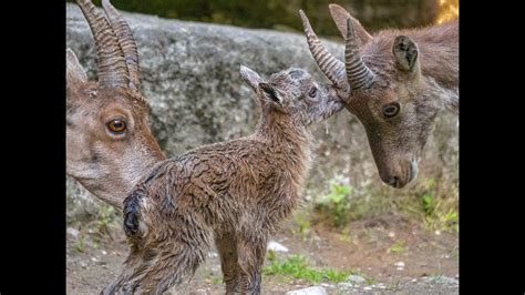  Ibex! Een majestic bergbewoner met een onverwachte passie voor acrobatiek