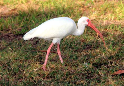  Ibis! Een Vogels die Zucht en Glijen Combineren voor een Adembenemende Vlucht