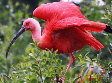  Ibis! Een Vogelveel met een Snoevelig Gebladerte