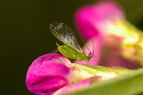 Icarusvlinder! Een insect met vleugels zo kleurrijk als een regenboog na een zomerse bui.