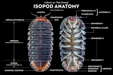  Investigating the Intriguing Isopoda: A Tiny Crustacean Hiding in Plain Sight!