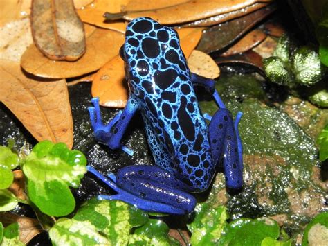  Isabella’s Frog: This Colorful Amphibian Is Known for Its Remarkably Bright Skin Tones and Its Distinctive Hopping Style!