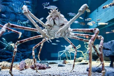  Japanse Krab: Een Kleine Kruipende Vrachtwagen van de Oceaanbodems!