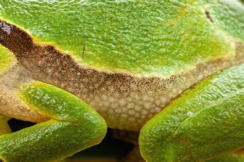  Jungle Frog: Can this Tiny Amphibian Conquer the World with its Sticky Tongue and Brightly Colored Skin?