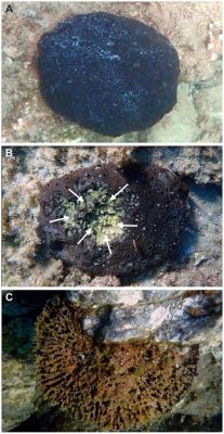  Keratose Sponge: Een Weelderige Onderwater Gebiedsbazen Met De Onaantastbare Kracht Van Regeneratie!