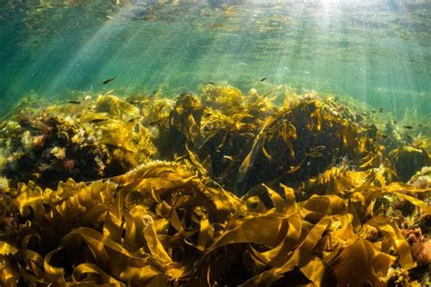  Lamellibranches: De stille schelpeneters van de zeebodem!