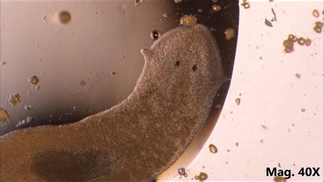  Landplanaria: Een wonderlijke carnivoor die zich voortbeweegt met behulp van trilhaartjes!