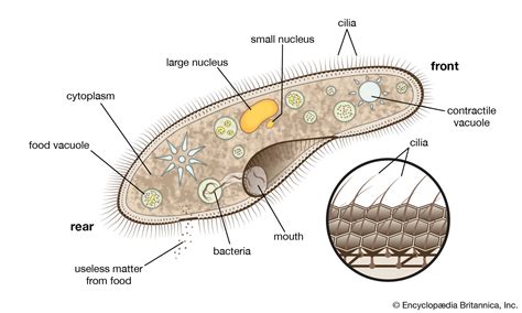  Litonotus! Een Miniatuur-Vampier van de Waterwereld die Met Z'n Ciliën Zwemt en Zich Voedt met Bacteriën