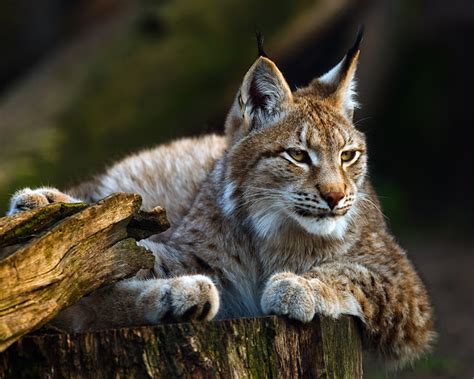  Luchs: Een Solitair Roofdier Met Een Fluweelzachte Gang!