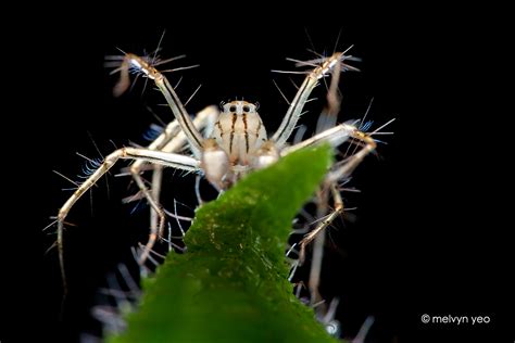  Lynx Spider: Een Onverwachte Kunstenaar die zijn Web als een Meesterlijk Doek Beschildert!