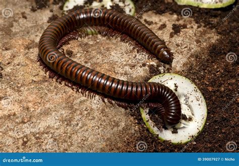  Millipede! Een Kleine Reus die zich Voedt met Vergane Glorie