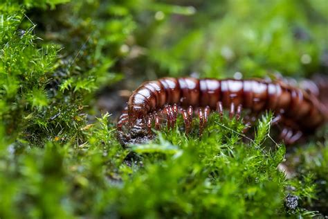 Millipede Met Een Glimmende Huid En Een Gemakkelijke Gang!