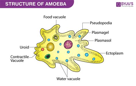 Mordax! Een Amoebe met een Voorliefde voor Bacteriën en Een Ontzettend Flexibel Lichaam