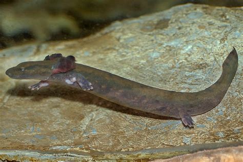  Mudpuppy Het Amfibieë Met De Meest Verrassende Camouflage