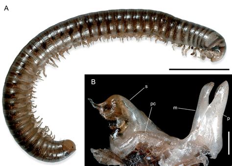  Nothoculida! Een Myriapoda met een verborgen geheim voor de scherpe waarnemer