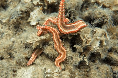  Phyllodoce! De wonderlijke wereld van deze borstelworm die zich verstopt tussen de zeewieren