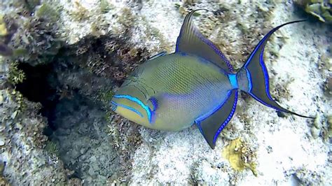  Queen Triggerfish: Ontdek de Koningin van de Koraalriffen met een Onweerstaanbare Persoonlijkheid!