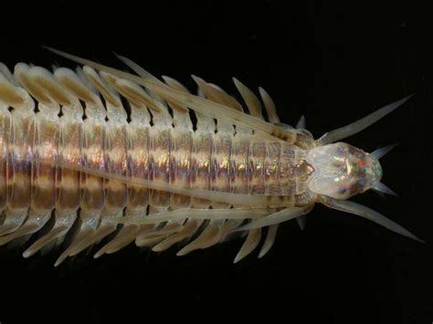  Queensland Paddle Worm: Een Onverwachte Weetjesbron van de Zeebodem!