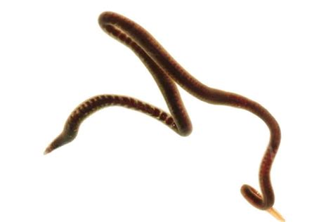  Quingia! Een Parasitaire Worm Met een Voorliefde voor Slakken en Krabben